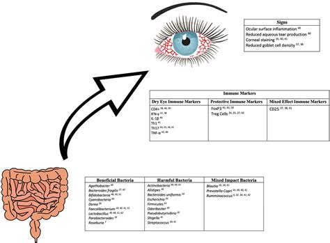 Microbiome And Immune Mediated Dry Eye A Review Bmj Open Ophthalmology