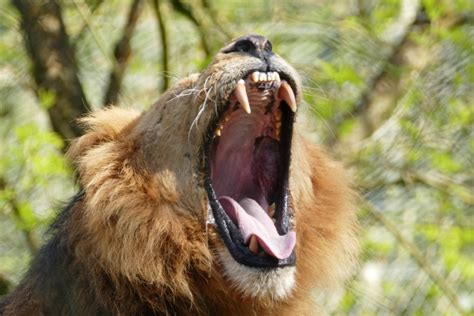Roaring Lion Free Stock Photo Public Domain Pictures