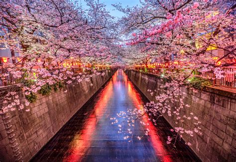 Sakura Cherry Blossom Season In Meguro River At Dusk Tokyo Japan Stock