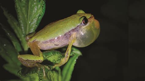 Conservation Hopes Up For The Endangered Banana Frog Restricted To