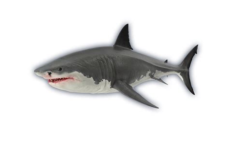 Great White Shark Ocean Animals