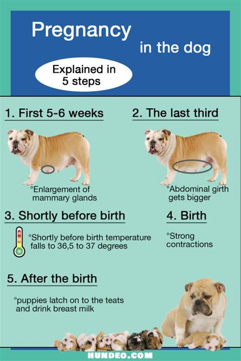 Pregnancy Dog How Long Are Dogs Pregnant