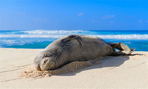 Hawaiian Monk Seal Conservation Status Are They Endangered American