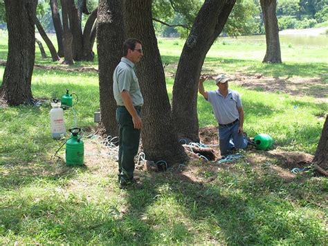 How To Stop Oak Wilt Other Common San Antonio Tree Diseases
