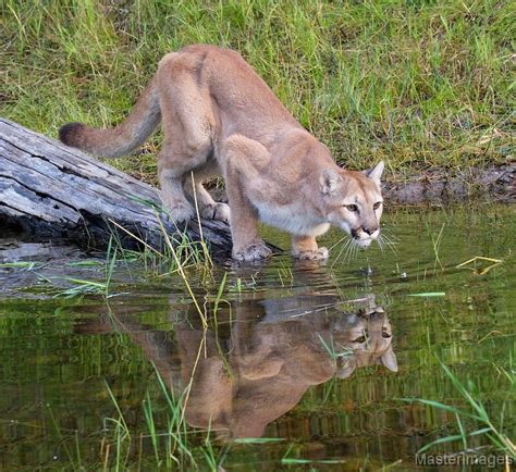 Feds Declare Eastern Cougar Extinct But Did It Ever Exist