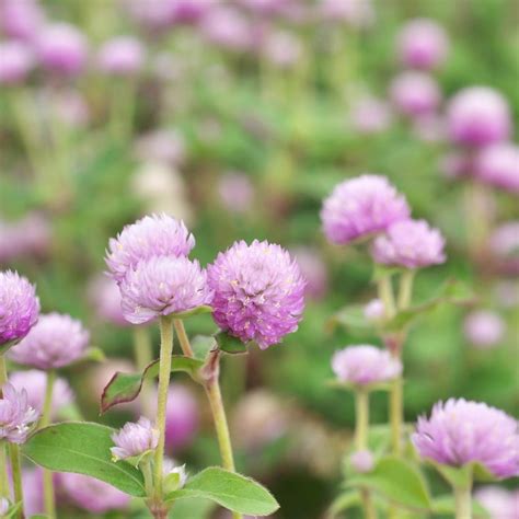 Globe Amaranth Tall Rose Seeds The Seed Collection