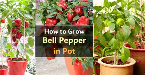 Growing Bell Peppers In Pots How To Grow Bell Peppers In Containers