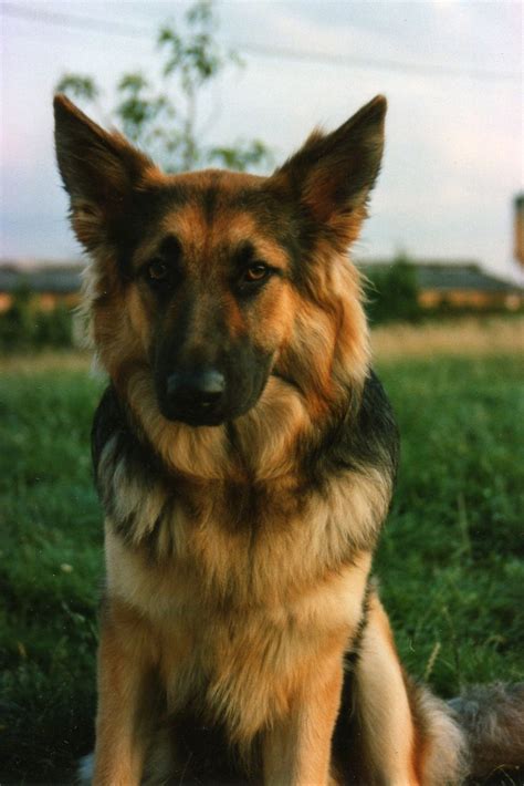 Top 25 Ideas About German Shepard On Pinterest Kinds Of