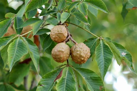 2 Buckeye Tree Seeds For Planting State Tree Of Ohio Etsy