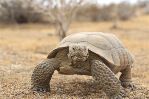 Desert Tortoise In The Mojave Desert Desert Tortoises Have Flickr