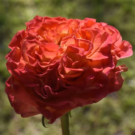 Rose Flower Plant Free Photo On Pixabay Pixabay