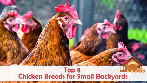 Once your backyard flock is established, daily chicken care is minimal. Top 8 Chicken Breeds for Small Backyards