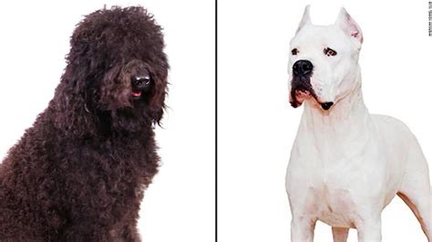 Akc Announces 2 New Dog Breeds The Dogo Argentino And Barbet Cnn Video