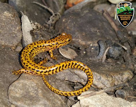 Long Tailed Salamander Proposed As Maryland State Amphibian