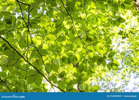 Beech Tree Green Foliage Stock Image Image Of Pattern 214089959