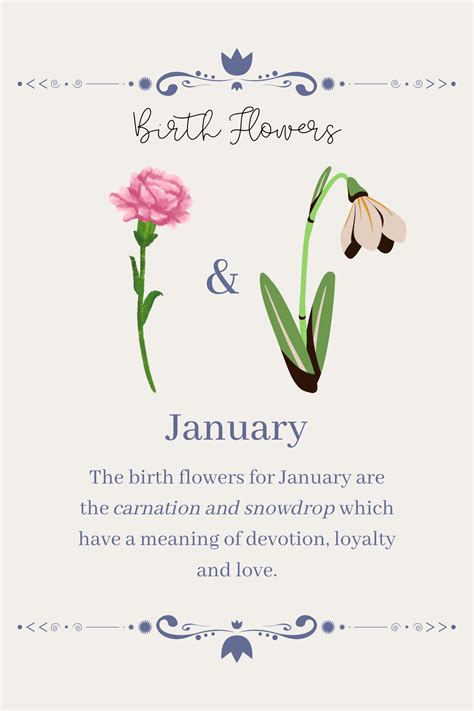 Birth Flowers January Artofit