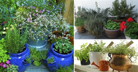 7 Essential Container Herb Garden Tips Growing Herbs In