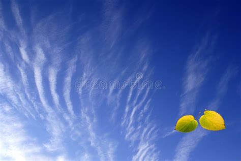 The Autumn Sky Stock Photo Image Of Botany Seasonsky 22257928