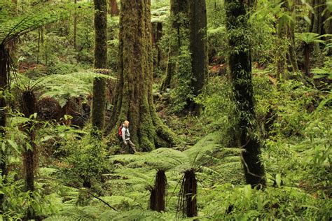 Whirinaki Rainforest Walk New Zealands Finest Forest