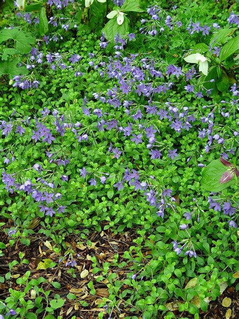 Short Groundcover For Wet Or Drought