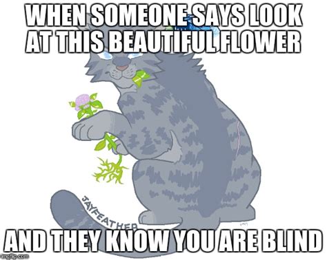 35 funny cat meme own get luck by it. 16++ Warrior Cats Memes Funny - Factory Memes