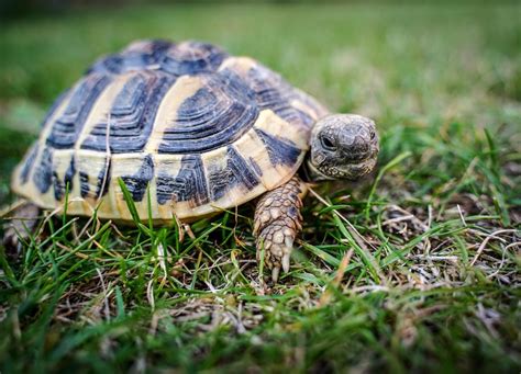Top 8 Popular Pet Tortoise Types That Make Great Pets Hubpages