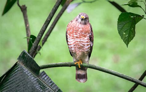 Hawks In Michigan 9 Species Youve Just Got To See