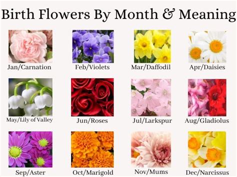 Each month of the year has its own birth colour and flower the colours and flowers represent qualities and personality attributes Birth Flowers By Month And Meaning | Flowersandflowerthings