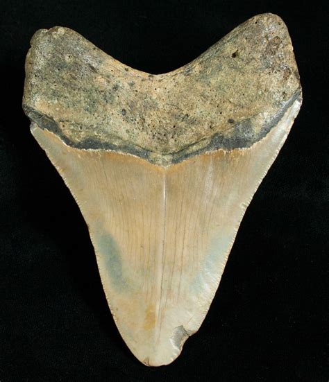 4.60" Megalodon Shark Tooth For Sale (#4564) - FossilEra.com