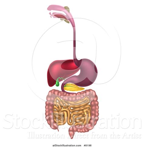 Vector Illustration Of A 3d Diagram Of The Human Digestive System