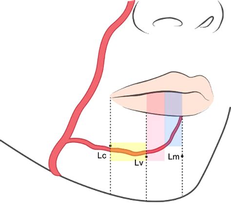 What Is The Difference Between The Inferior Labial Artery And The