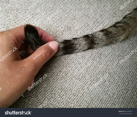 Hand Pulling Cats Tail Concept Shows 스톡 사진 663345439 Shutterstock