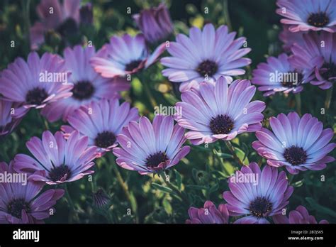 Flowers Of Osteospermum Soprano Purple Commonly Known As African