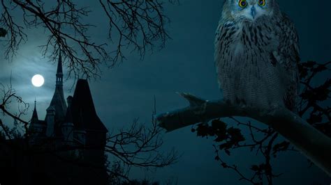 Halloween Owl Wallpapers Top Free Halloween Owl Backgrounds