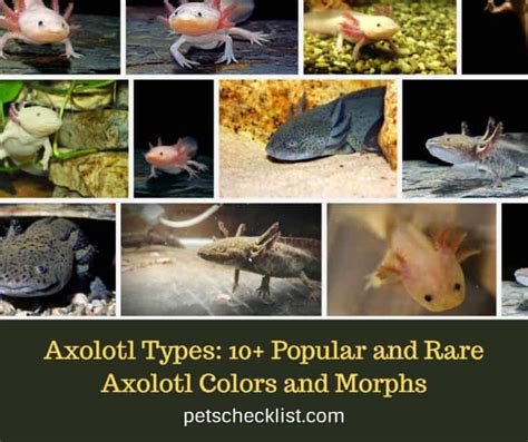 Axolotl Population Chart