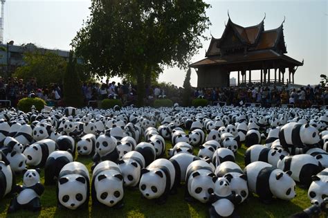 Panda Monium Taking Bangkok By Storm