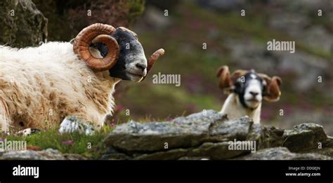 Scottish Blackface Sheep Stock Photo Alamy