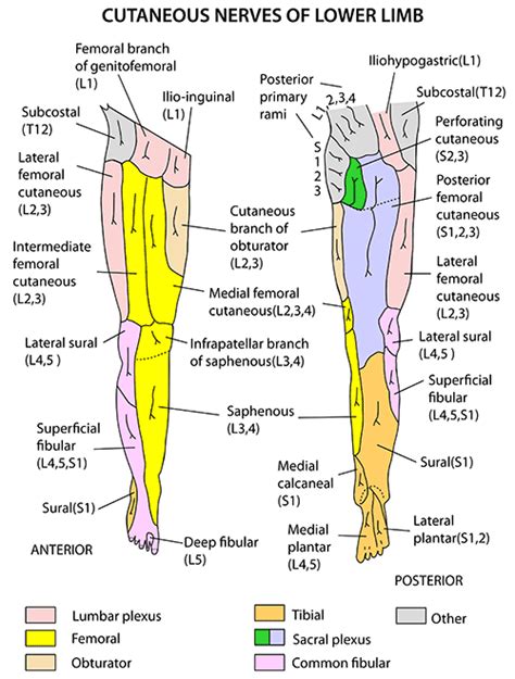 Instant Anatomy Lower Limb Nerves Cutaneous Supply General