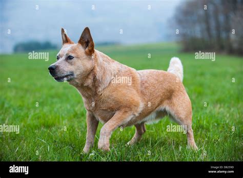 Australian Cattle Dog Stock Photo Alamy