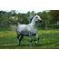 Arabian Horse Stallions At Stud Wallpaper  All HD Wallpapers