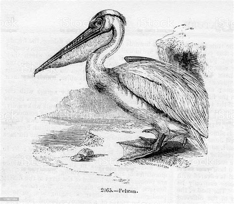 Pelican Stock Illustration Download Image Now Brown Pelican