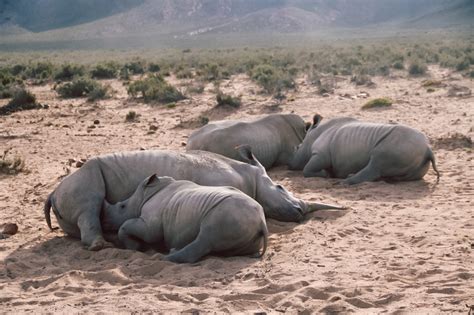 Die fauna südafrikas ist artenreich und vielfältig. Südafrika - Aquila Safari Private Game Reserve - Mrs ...