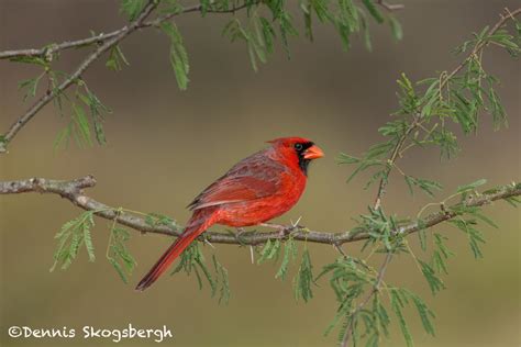 5030 Male Northern Cardinal Cardinalis Cardinalis South Texas