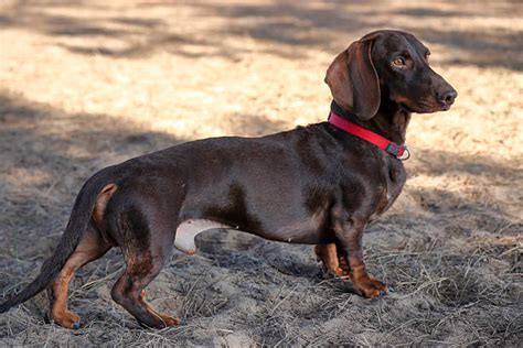 Best Dachshund Dog Side View Profile Stock Photos Pictures And Royalty