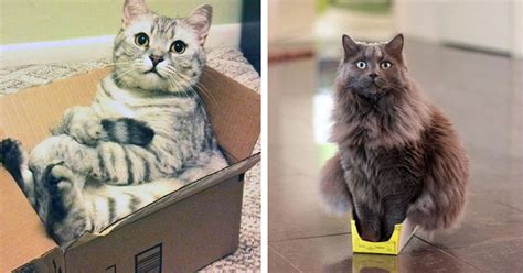 Featured Cat Refuses Boxes Too Small Fb Catlov