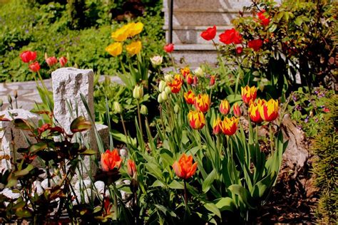 Gardon „garten zurück, das sich auch in. tulpen 20 s | Garten Wissen