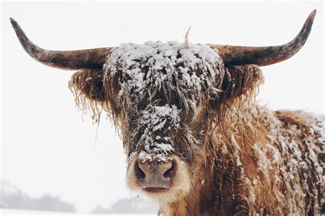 Snow Covered Highland Cow Photo Credit To Pete Walls 6000 X 4000