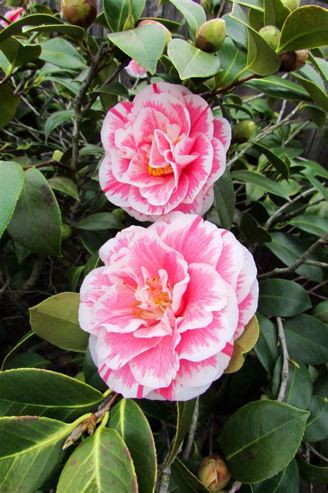 Pink white red camellia flower wall art canvas painting nordic minimalist posters and prints wall pictures for living room decor. Field grown 6' - 10' camellia bushes and potted varieties ...