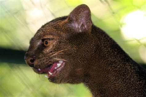Jaguarundi A Small Jungle Cat From Central America They H Flickr