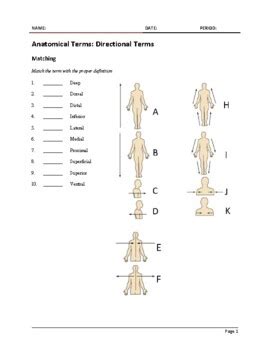 Blank Anatomical Position Diagram 12 Best Images Of Anatomical